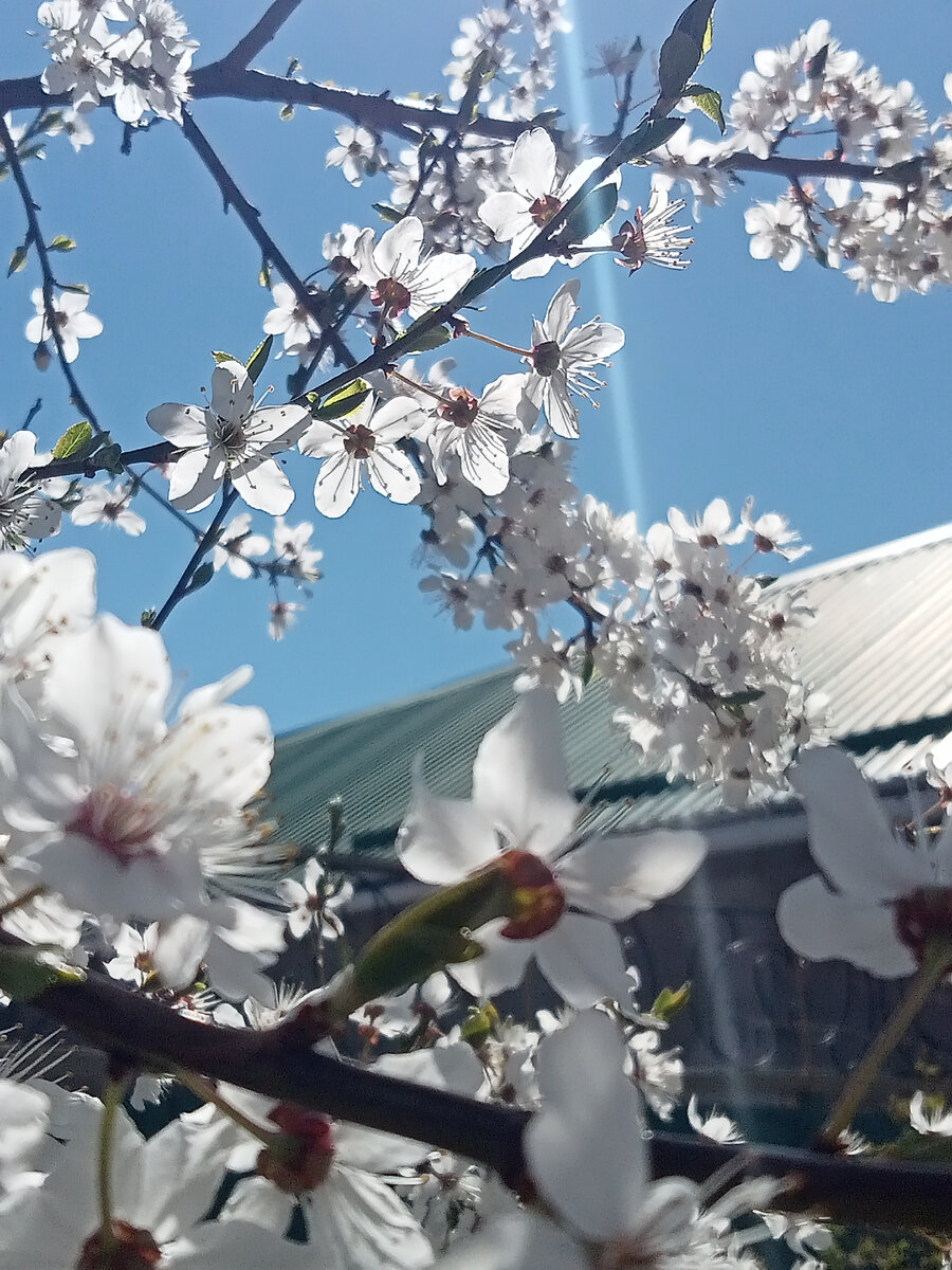 Разбавлю текст весной! Моё любимое время года! Фото автора