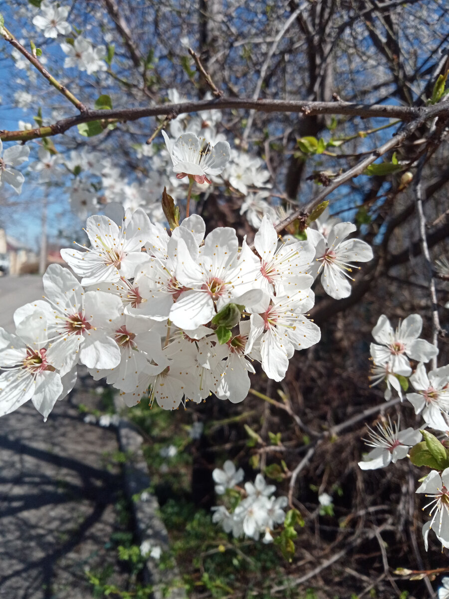 Алыча зацвела. Фото автора