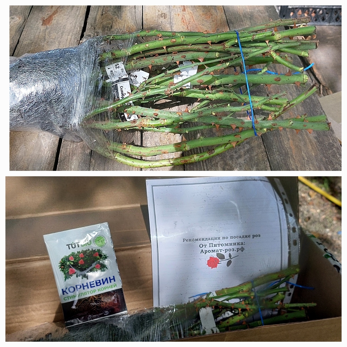 фотоколлаж Елены