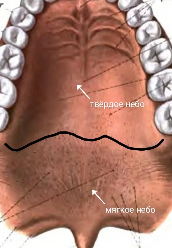 Твёрдое небо - передний отдел; мягкое небо - задний отдел