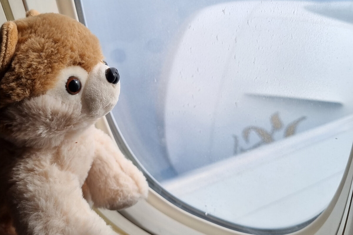 Снежок на борту Emirates