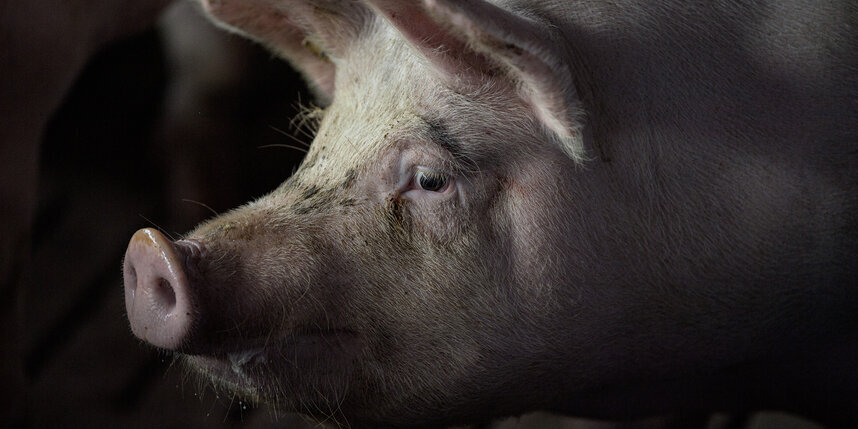    Свиная почка – временный трансплантат.