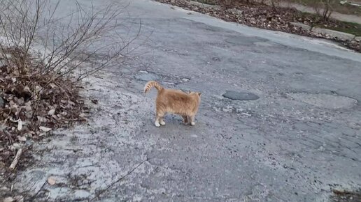 Прогулка 🐈