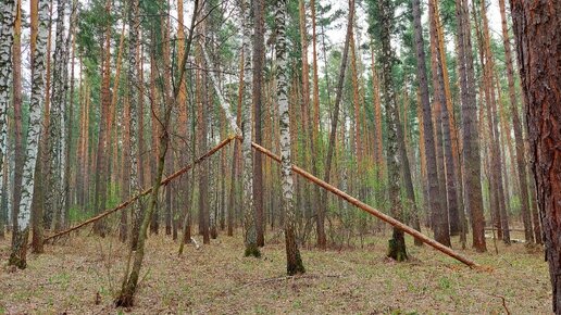 Открыл новый лесной сезон. Поехал за первыми весенними грибами. Не нашёл... Но природа уже просыпается