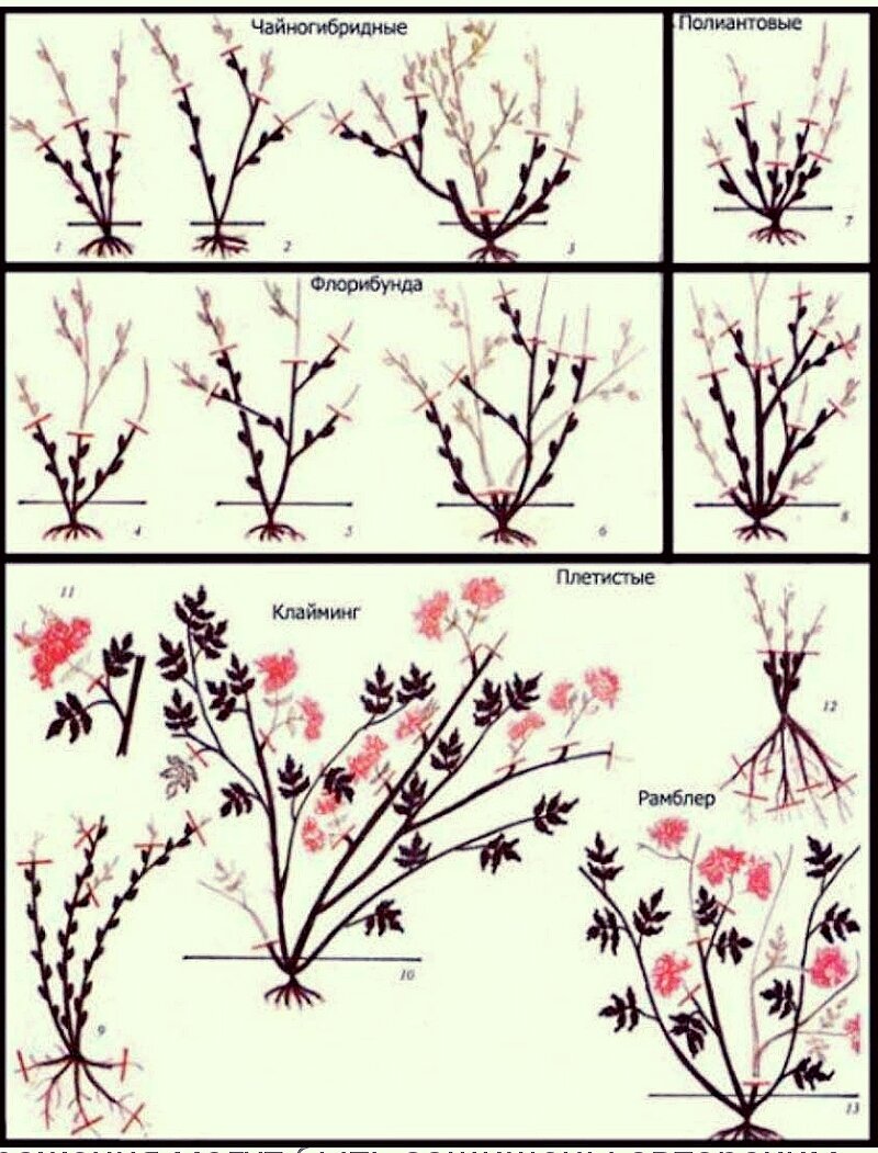 Когда делать обрезку роз весной. Формировка плетистой розы. Схема обрезки роз флорибунда. Схема обрезка весной плетистой розы. Схема обрезки роз флорибунда весной.