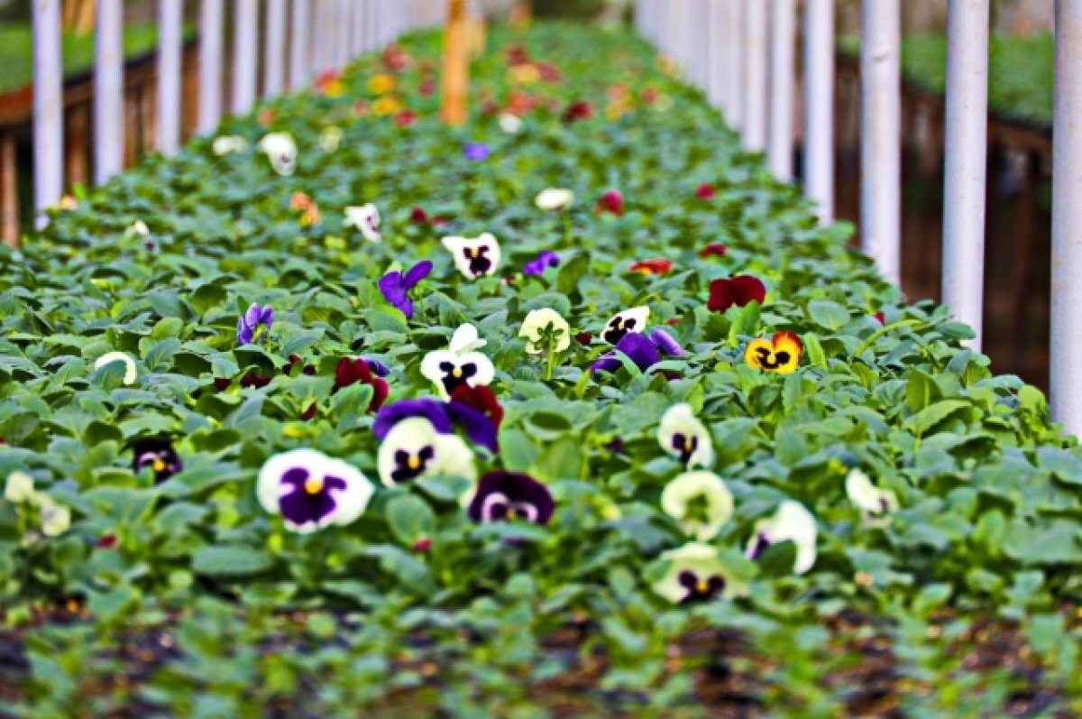    В 2024 году в Самаре высадят 1,3 миллиона цветов и 120 тысяч тюльпанов