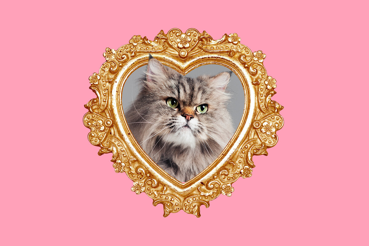     11 русских пород кошек: их вывели в СССР и России, а любят по всему миру