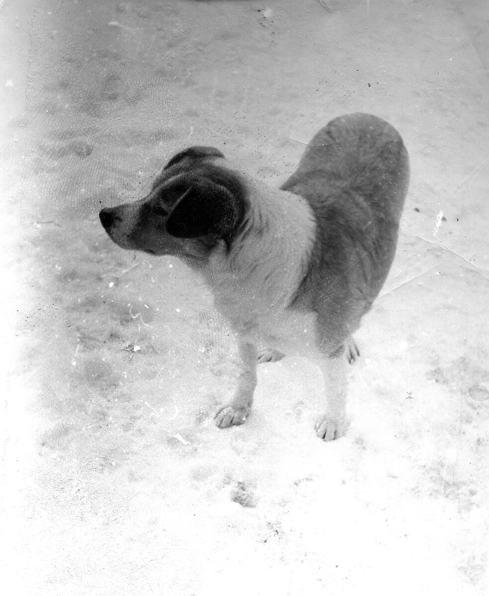 Стой, кто идет!