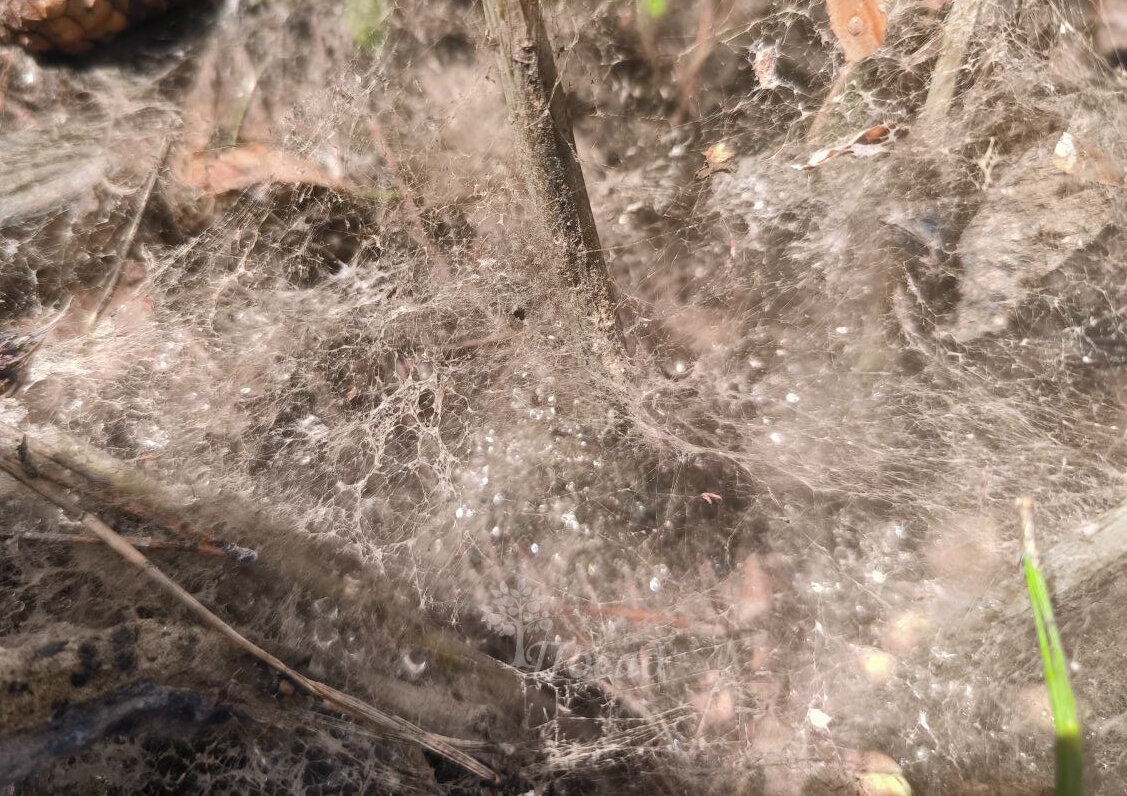 Снежная плесень, когда её много.