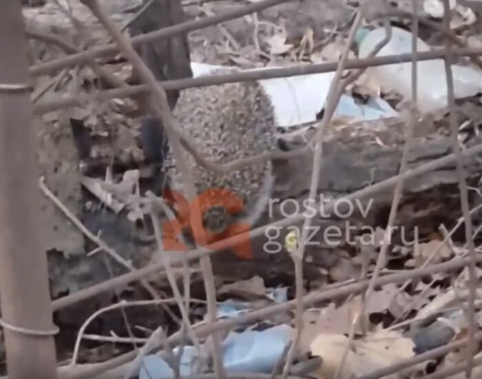 Источник фото: rostovgazeta.ru