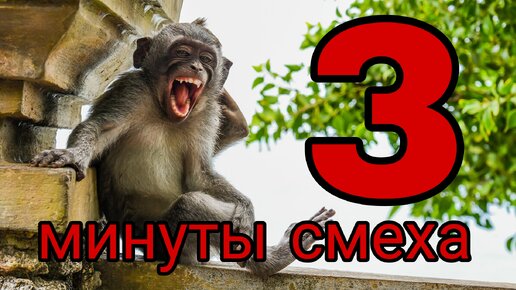 Смешные моменты: ржачные приколы. Часть 13.