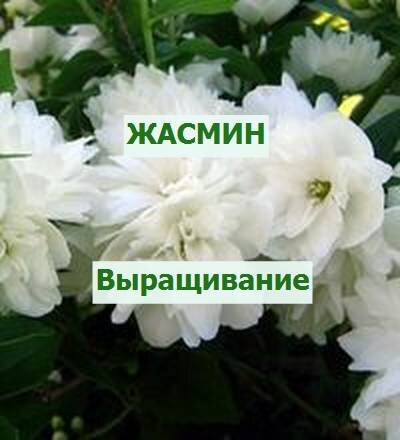 цветет садовый жасмин