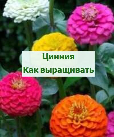 Выращивание циннии