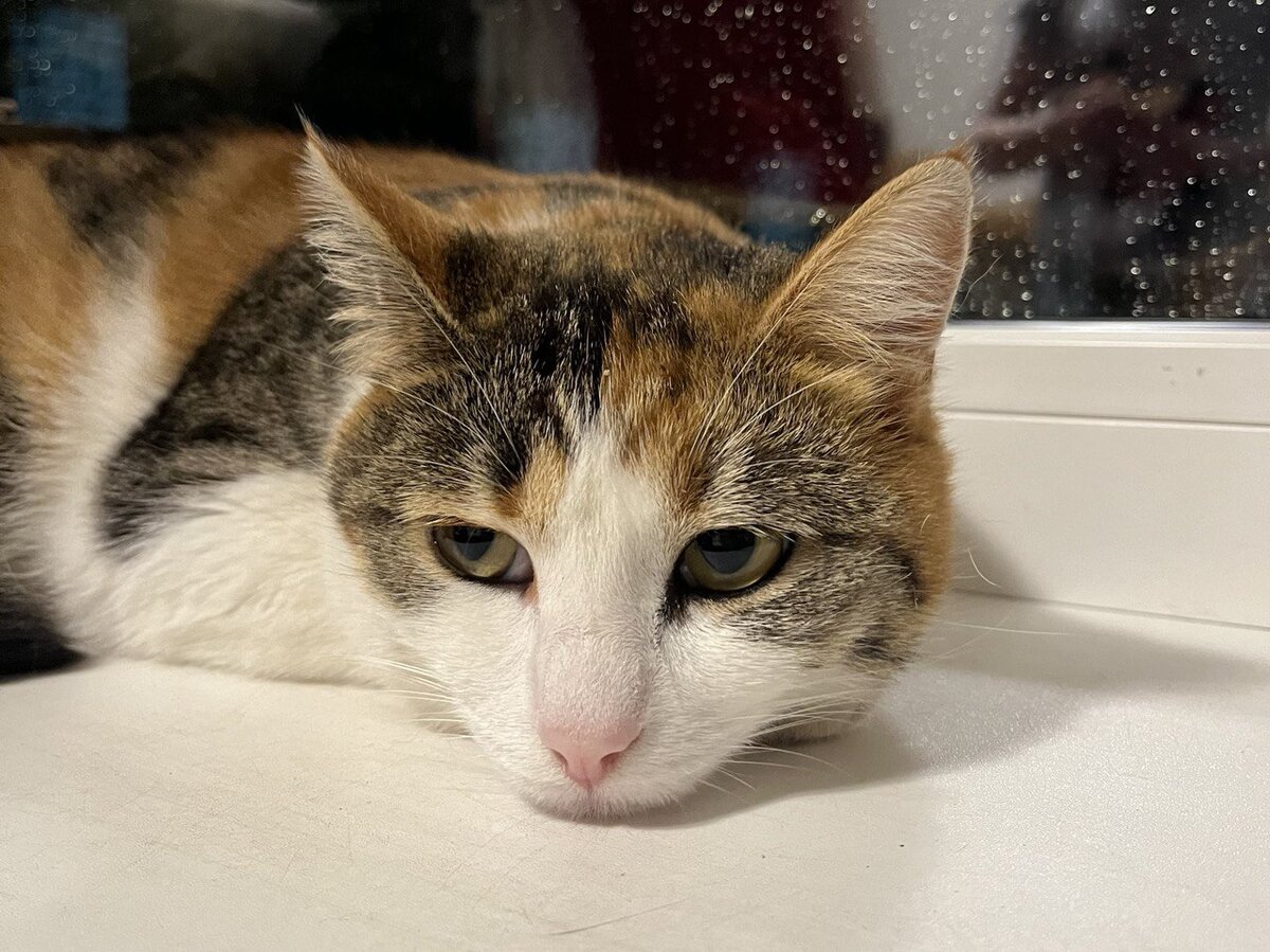 Кошка на окошке призадумалась немножко 