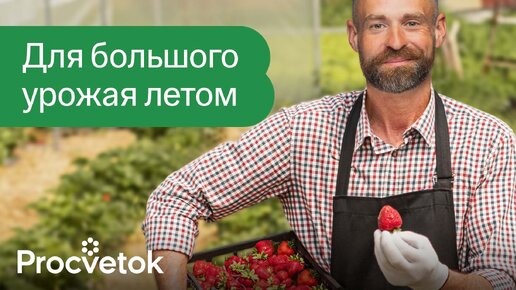 Первая обработка и подкормка клубники весной, от которых зависит будущий урожай!