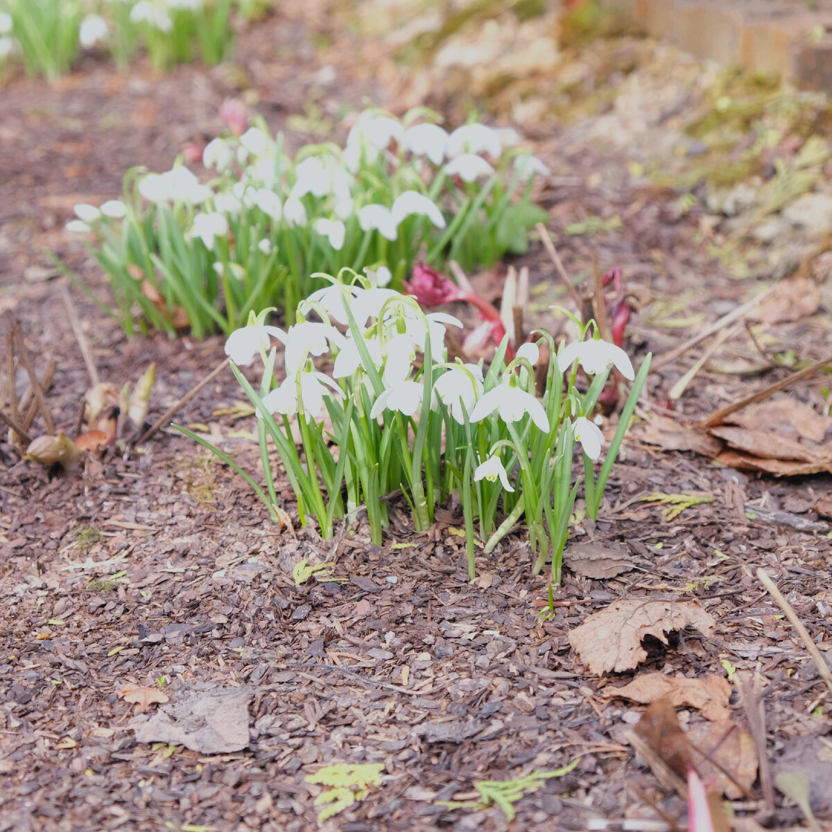 Galanthus Flore Pleno