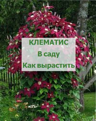как посадить клематис