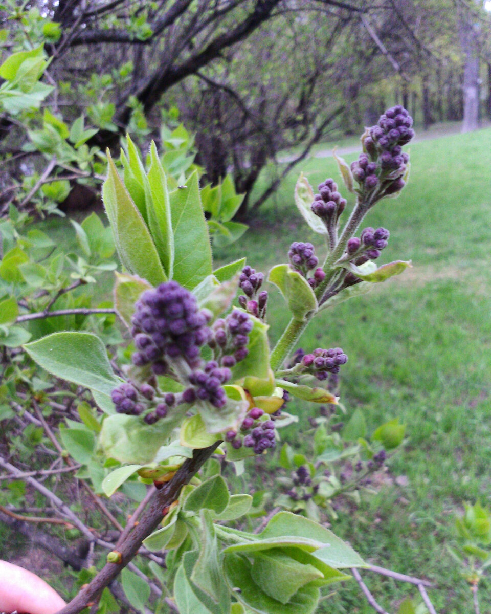 Сирень в Сиреневом парке  Москвы. Фото Анны Троилиной