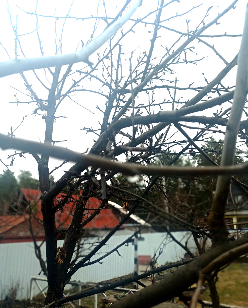 Практически всё растаяло и травка свежая проклёвывается