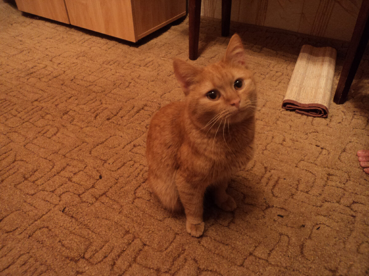 Наш ныне покойный кот Кузя.