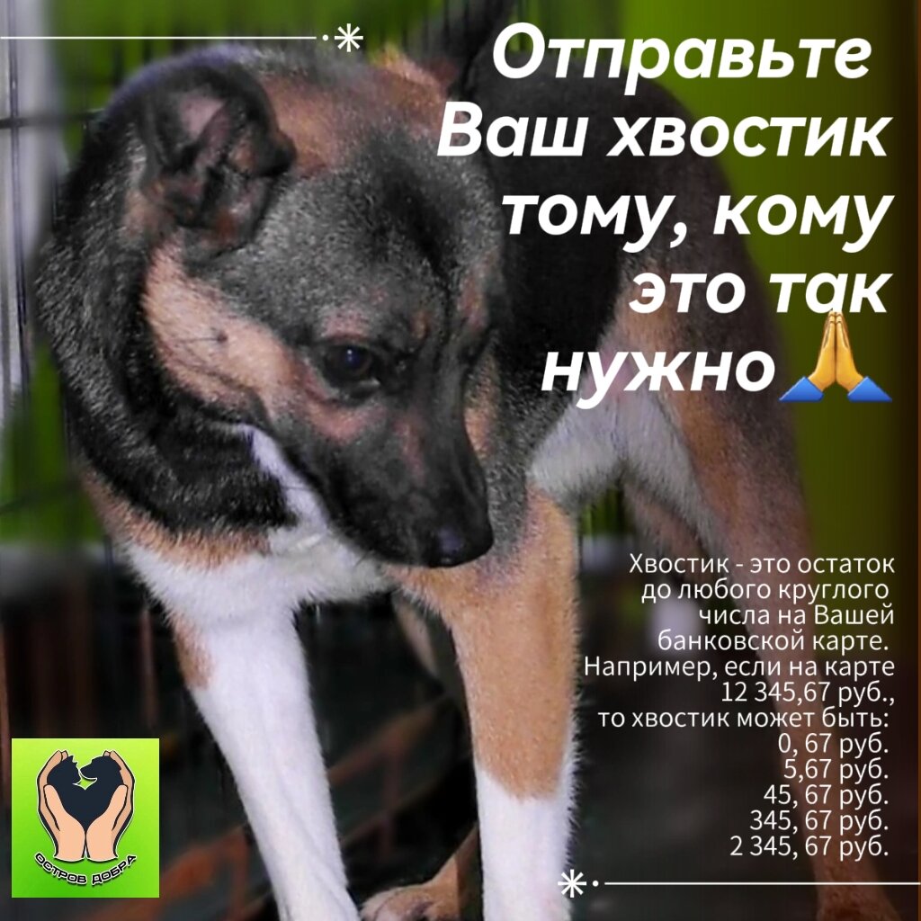 А какой сегодня у Вас хвостик?🧐