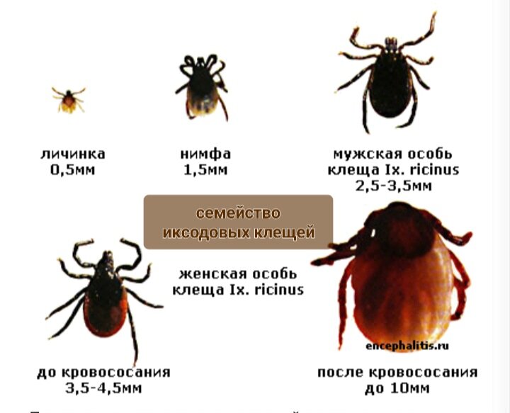 Семейство иксодовых клещей