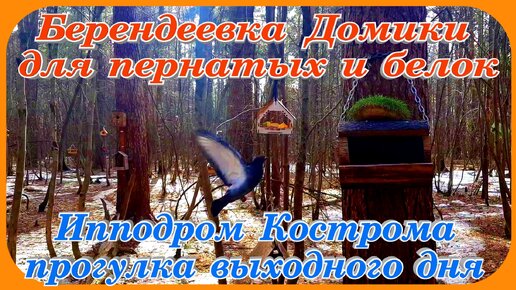 Кострома Берендеевка Ипподром Птичьи угодья весна в лесу путешествие выходного дня