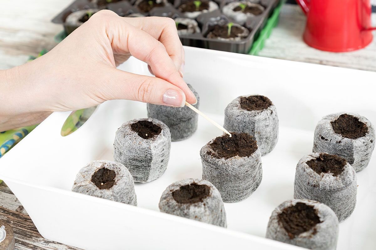 Мелкие семена рассыпают по поверхности грунта, крупные чуть заглубляют📷
