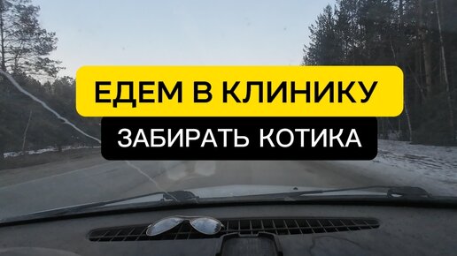 Мы едем в клинику забирать котика. Как его состояние? Расскажем в этом видео