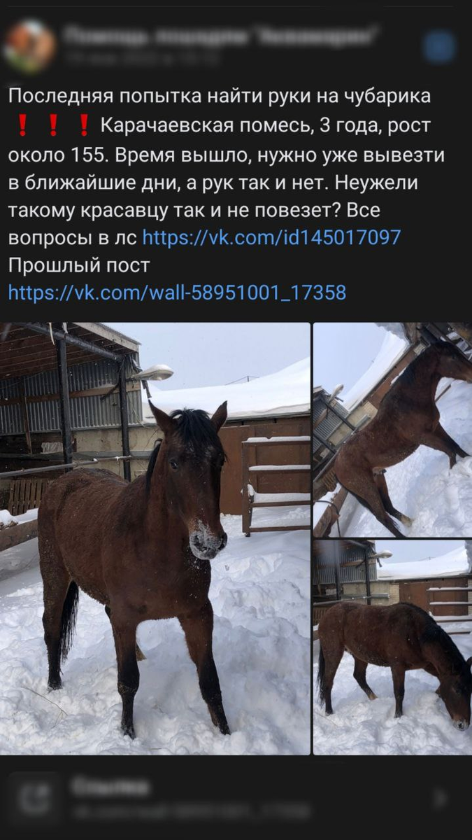 Впервые Кису я увидела вот таким: с напуганным взглядом и грязным, как свинья. И если бы не комментарий к записи, то, возможно, пролистнула бы мимо...