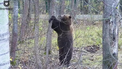 А я вам говорю это тут лишнее 🐻😆 Медведь-дровосек🌴