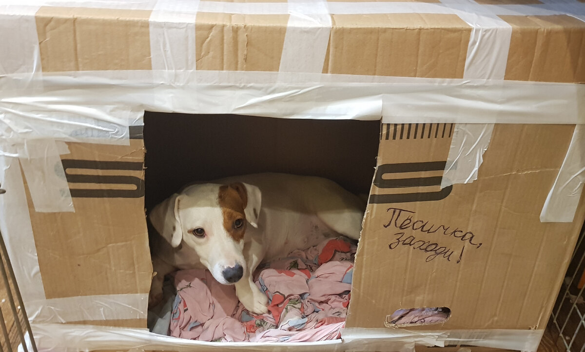 Вместо вкусных лежанок, которые растрепаны, прогрызаны, простой самодельный домик детскими руками пришелся собаке по душе. Очень понравился. Туда и игрушки принесла. И его она бережет.