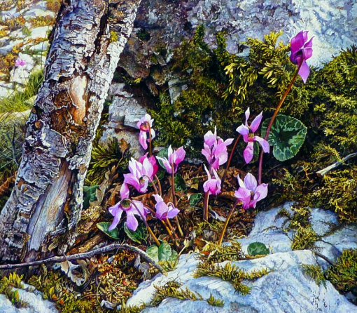 Источник изображения : sitella.livejournal.com и Яндекс картинка.