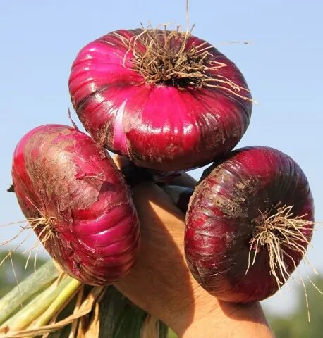 Ялтинский лук. Фото взято из открытых источников