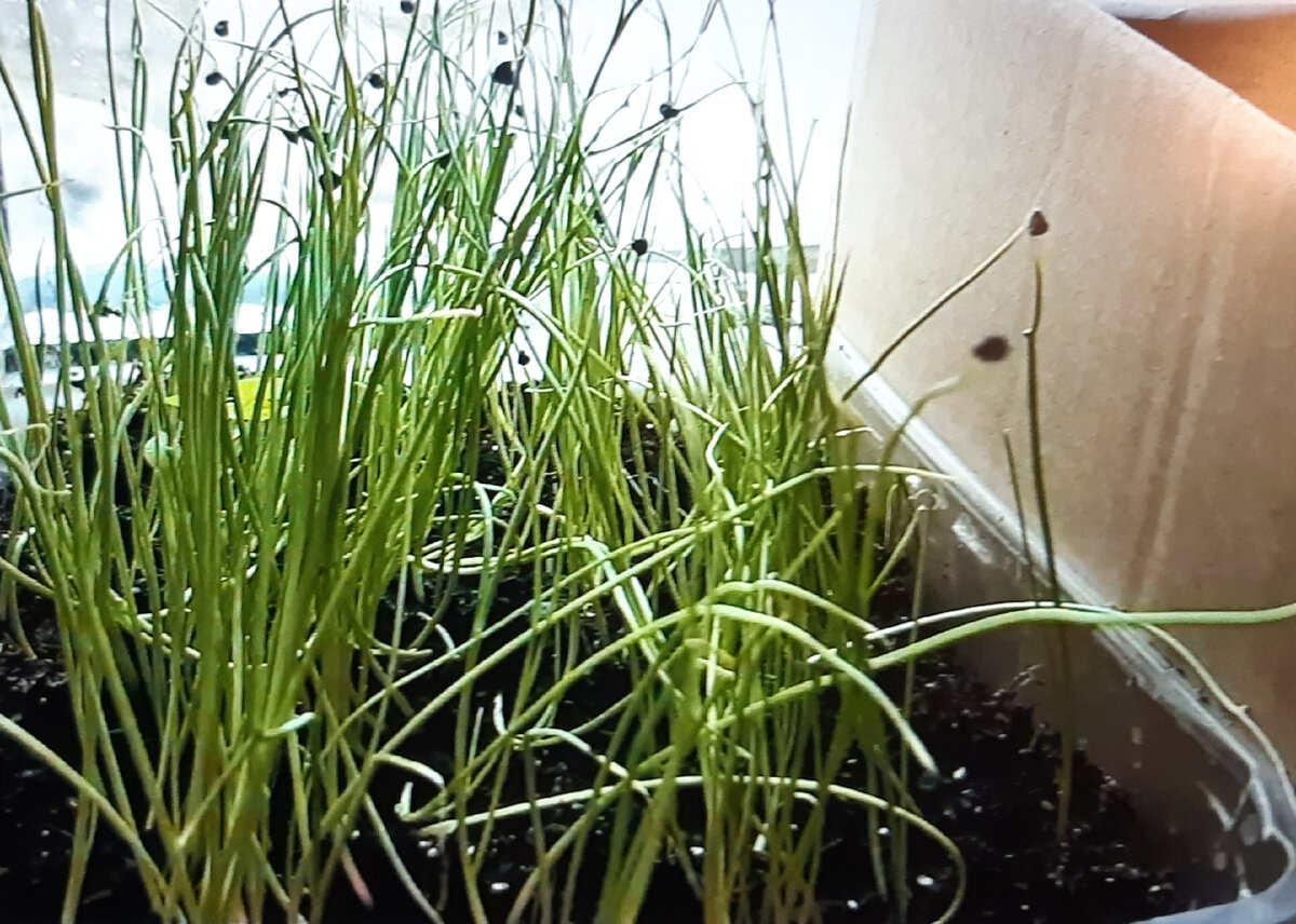 Моя рассада ялтинского лука