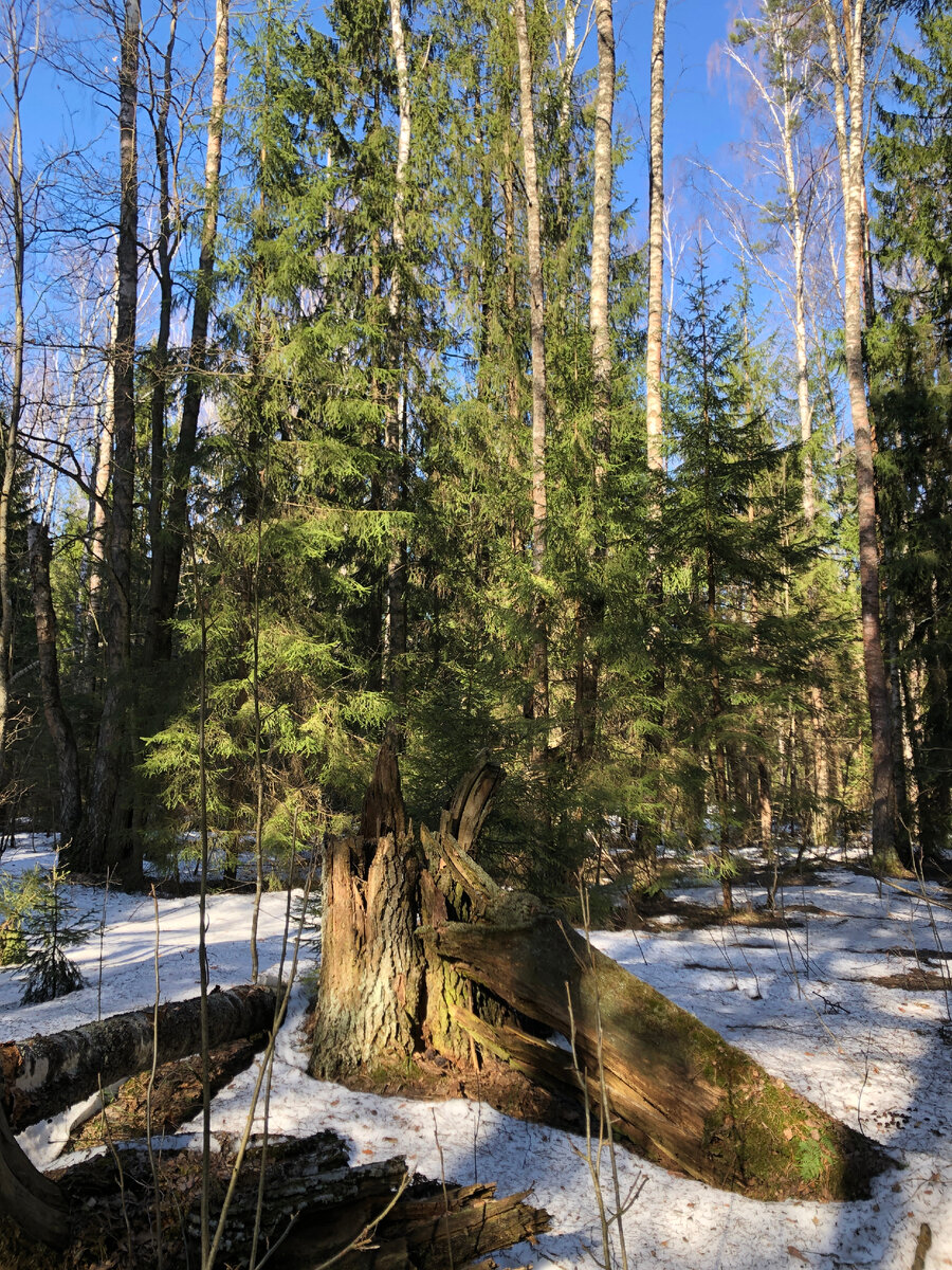 Прошло всего неделя и  местами сугробы почти растаяли.