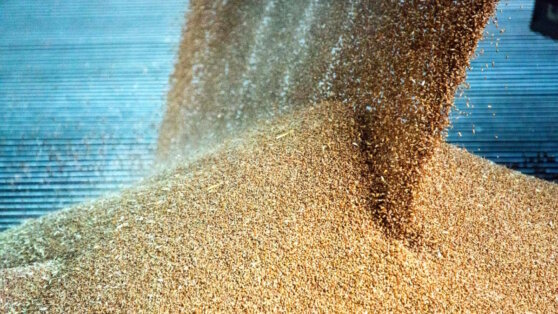    СМИ: Евросоюз предварительно согласовал ограничения на ввоз сельхозпродукции с Украины Анастасия Романова