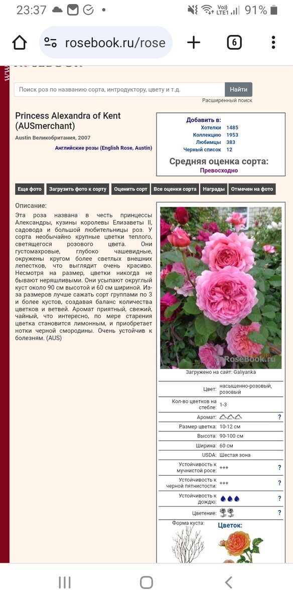 Страничка этого сорта розы в энциклопедии rosebook