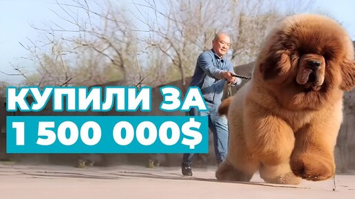 ТОП 10 Самые ДОРОГИЕ ПОРОДЫ Собак! Удивительные Люксовые Пёсели