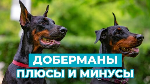 ВСЁ, ЧТО НУЖНО ЗНАТЬ О ДОБЕРМАНАХ! Особенности обучения и воспитания породы