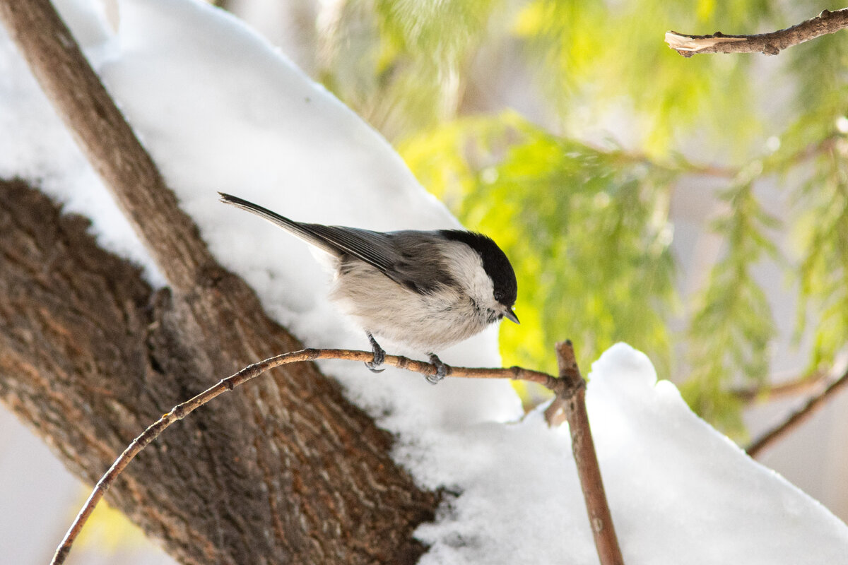 Буроголовая гаичка (пухляк)