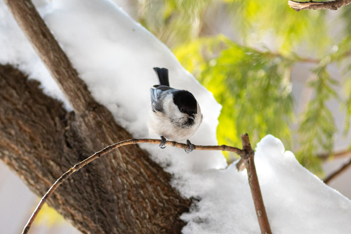 Буроголовая гаичка (пухляк)
