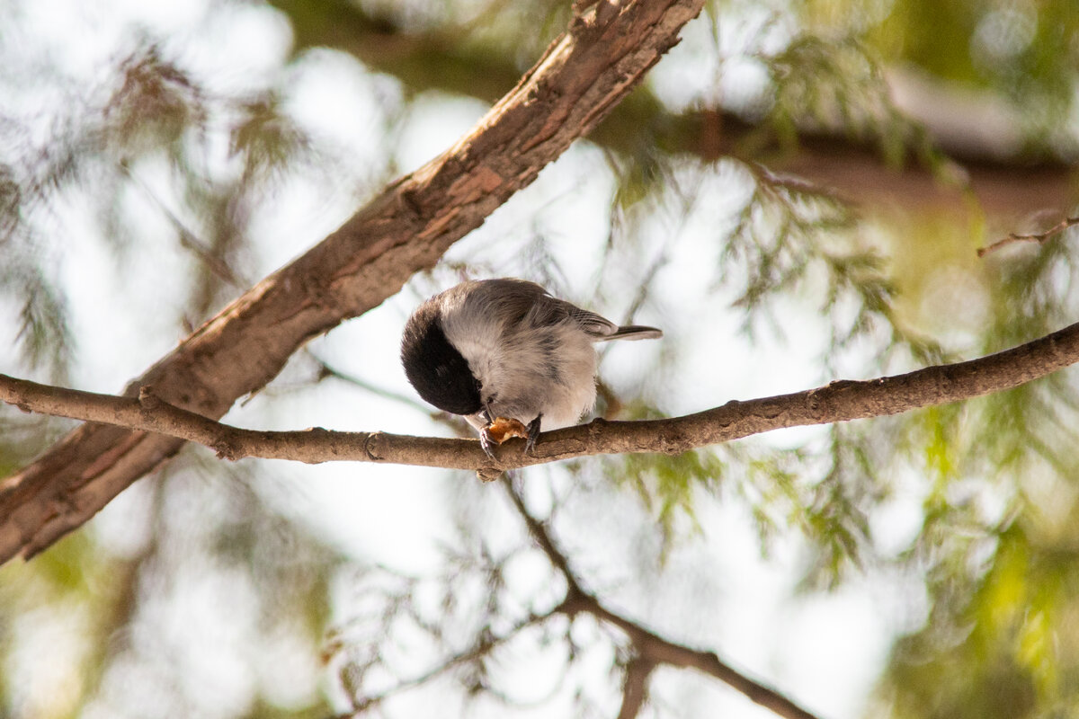 Буроголовая гаичка (пухляк)