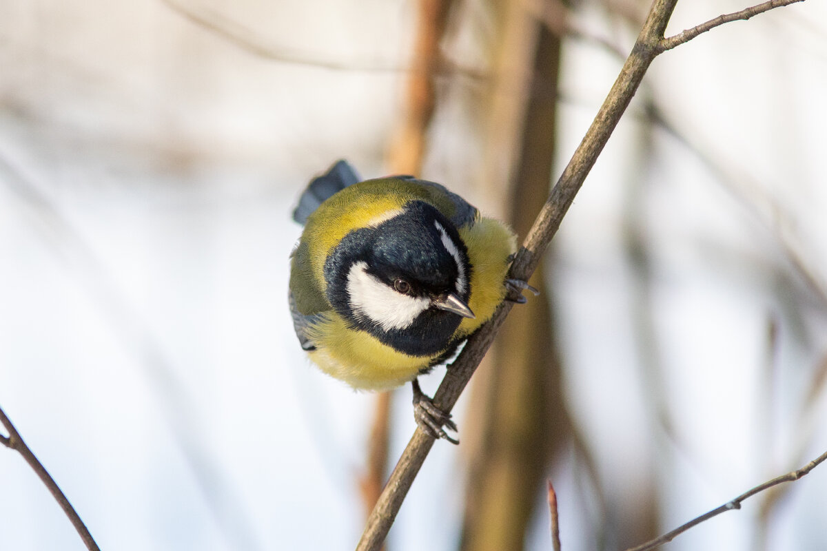 Большая синица
