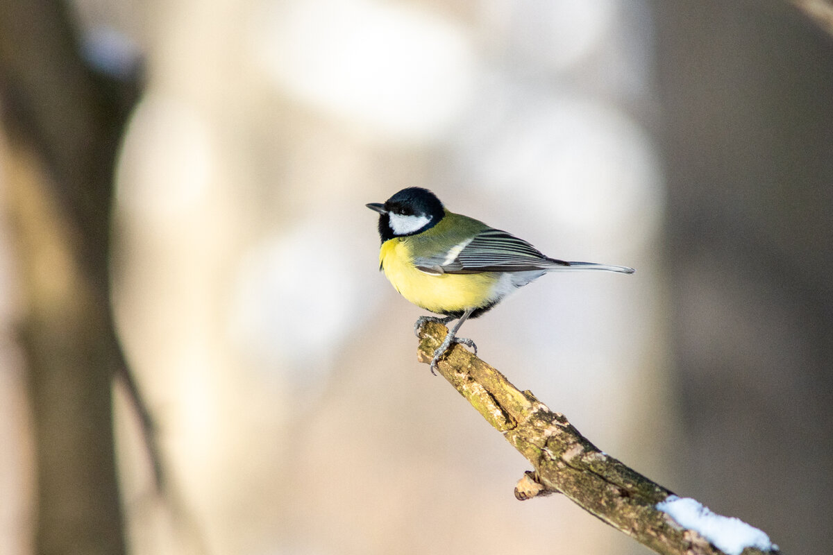 Большая синица