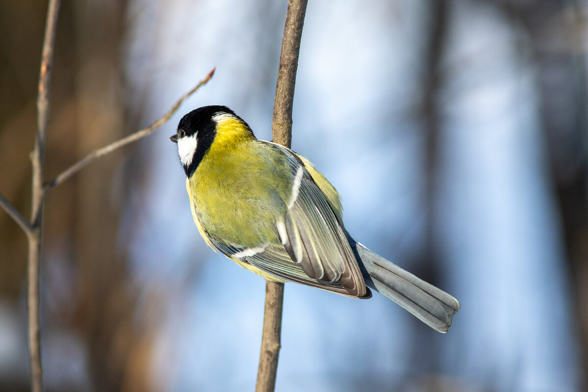Большая синица