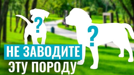 НЕ ЗАВОДИТЕ ЭТИ ПОРОДЫ! Какие собаки САМЫЕ СЛОЖНЫЕ в обучении?