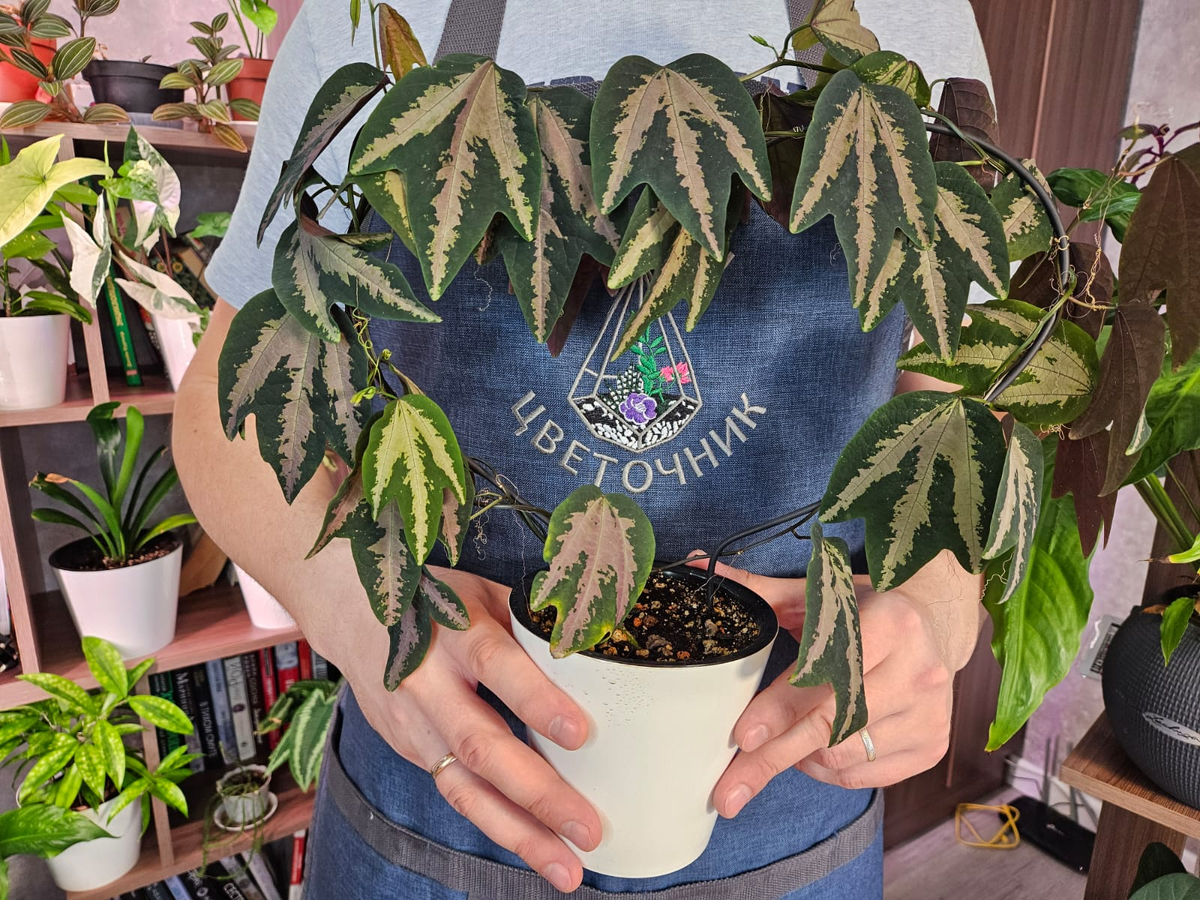 Красивая, но растёт очень быстро