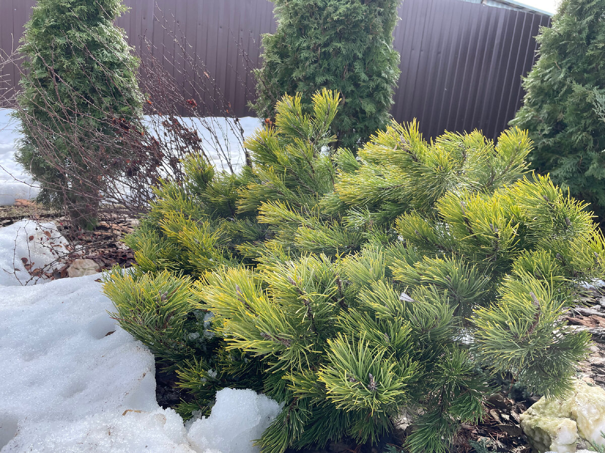 Горная сосна «Офир»