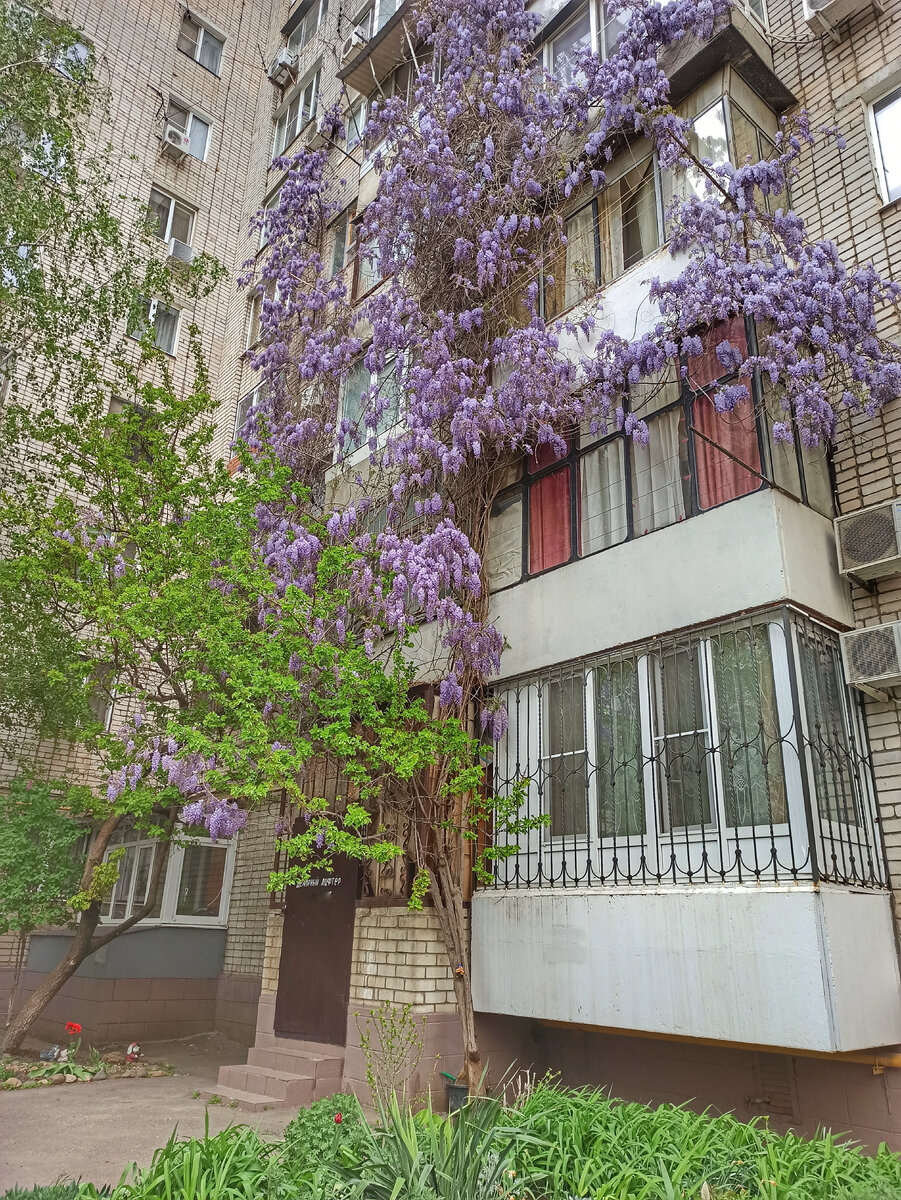 Краснодар. Апрель 2024.